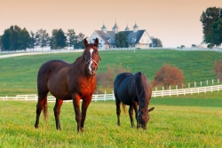 High Country Equine Veterinary Hospital