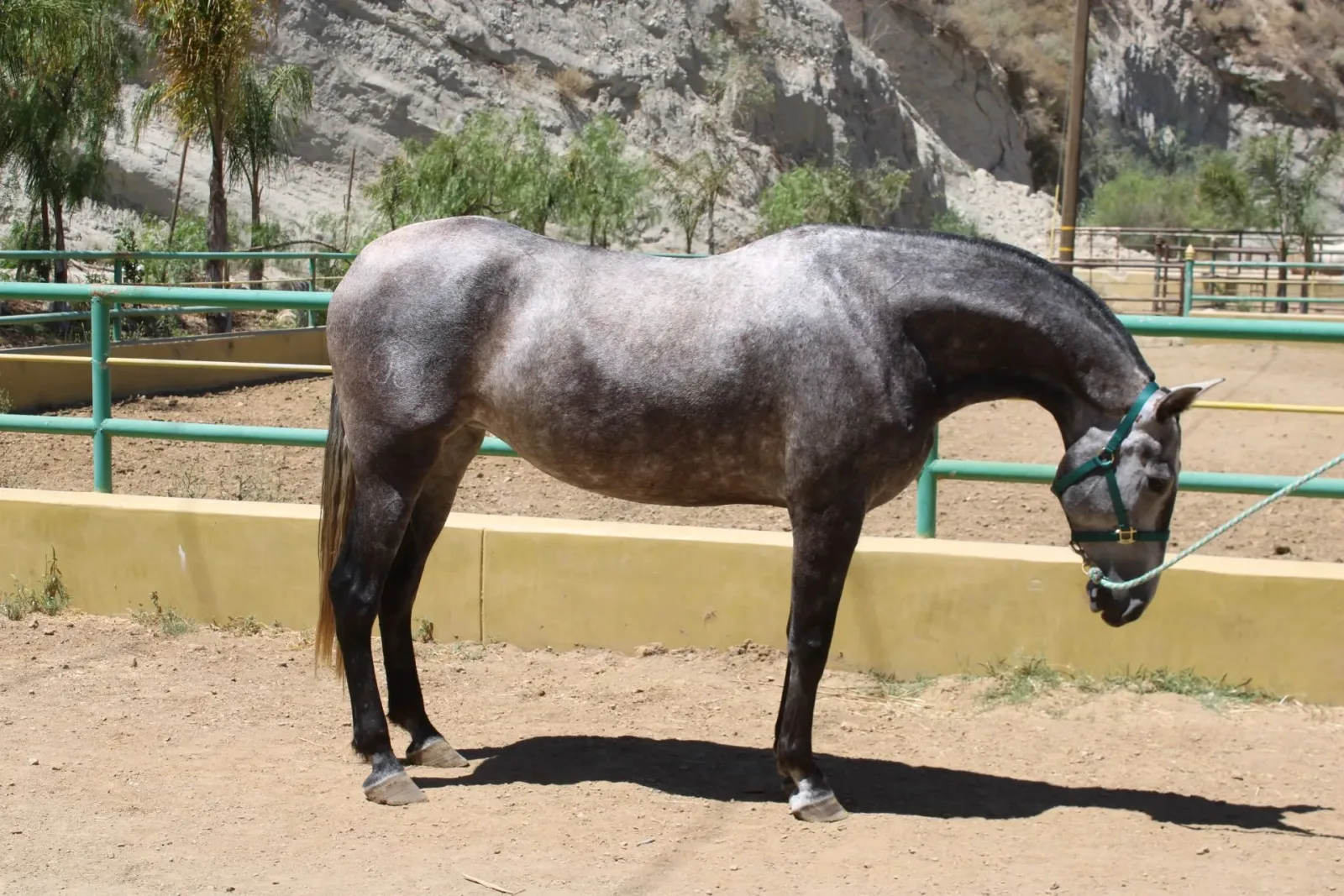BARQUILLERA DE HERRERA II Grey Mare Andalusian