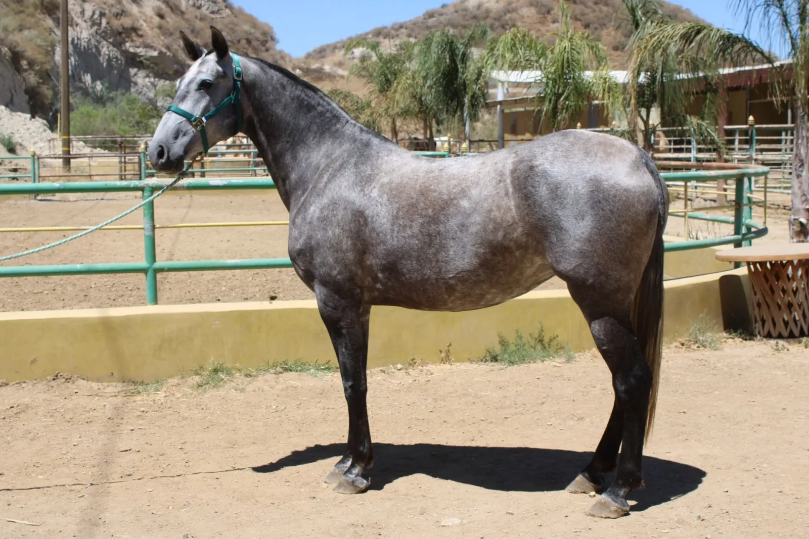 BARQUILLERA DE HERRERA II Grey Mare Andalusian - Photo 2