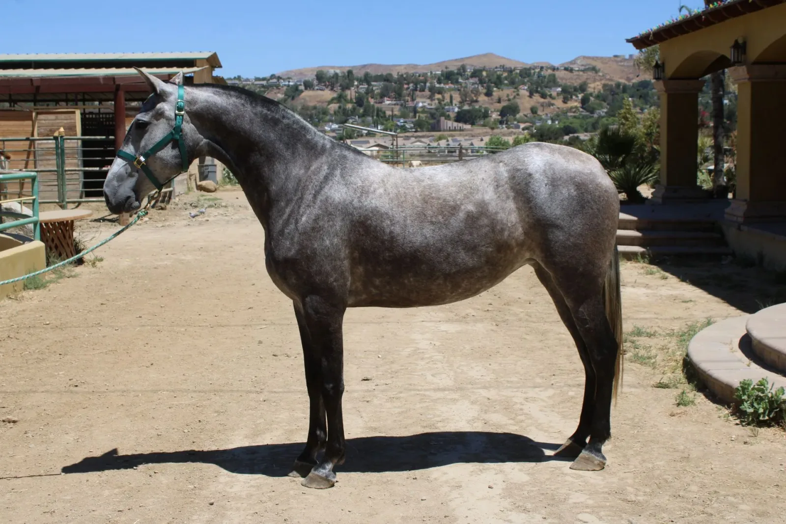 BARQUILLERA DE HERRERA II Grey Mare Andalusian - Photo 3