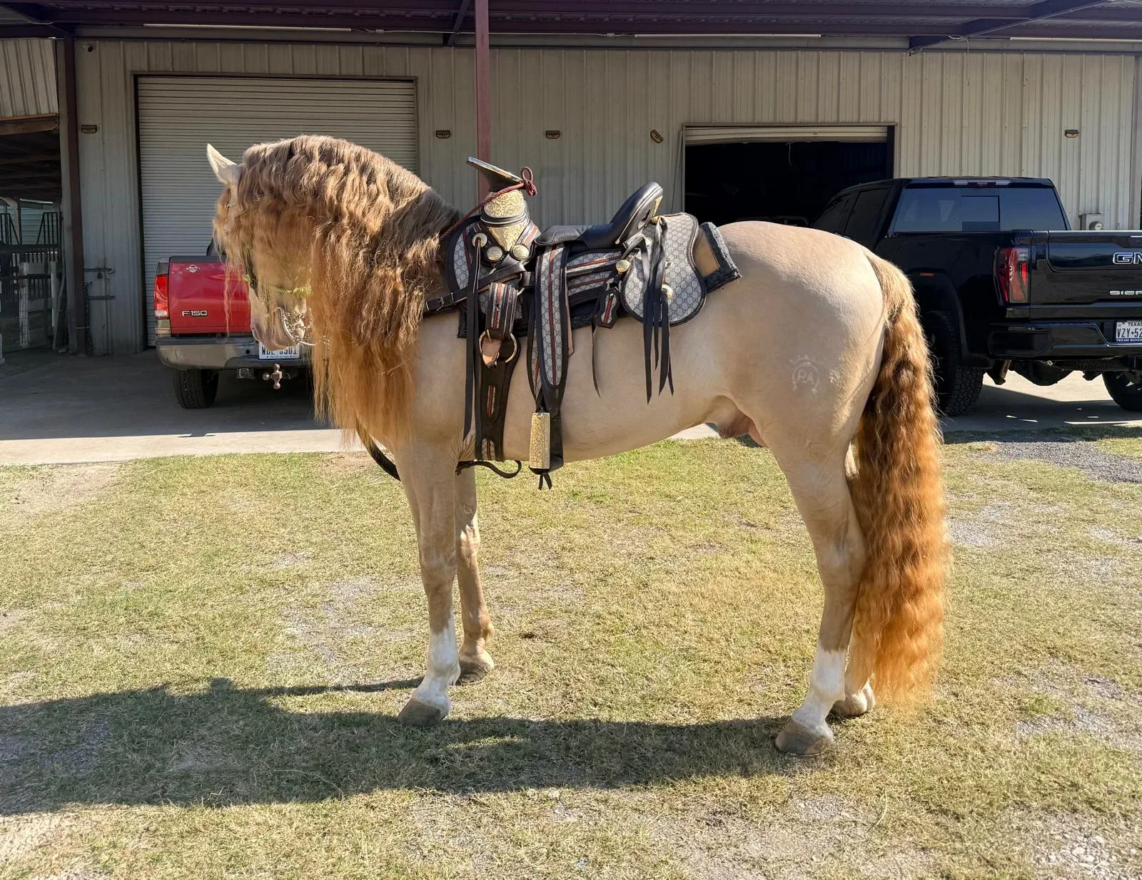 BIBERONES SAL Stallion Andalusian Stallion Andalusian Stallion Andalusian Stallion Andalusian