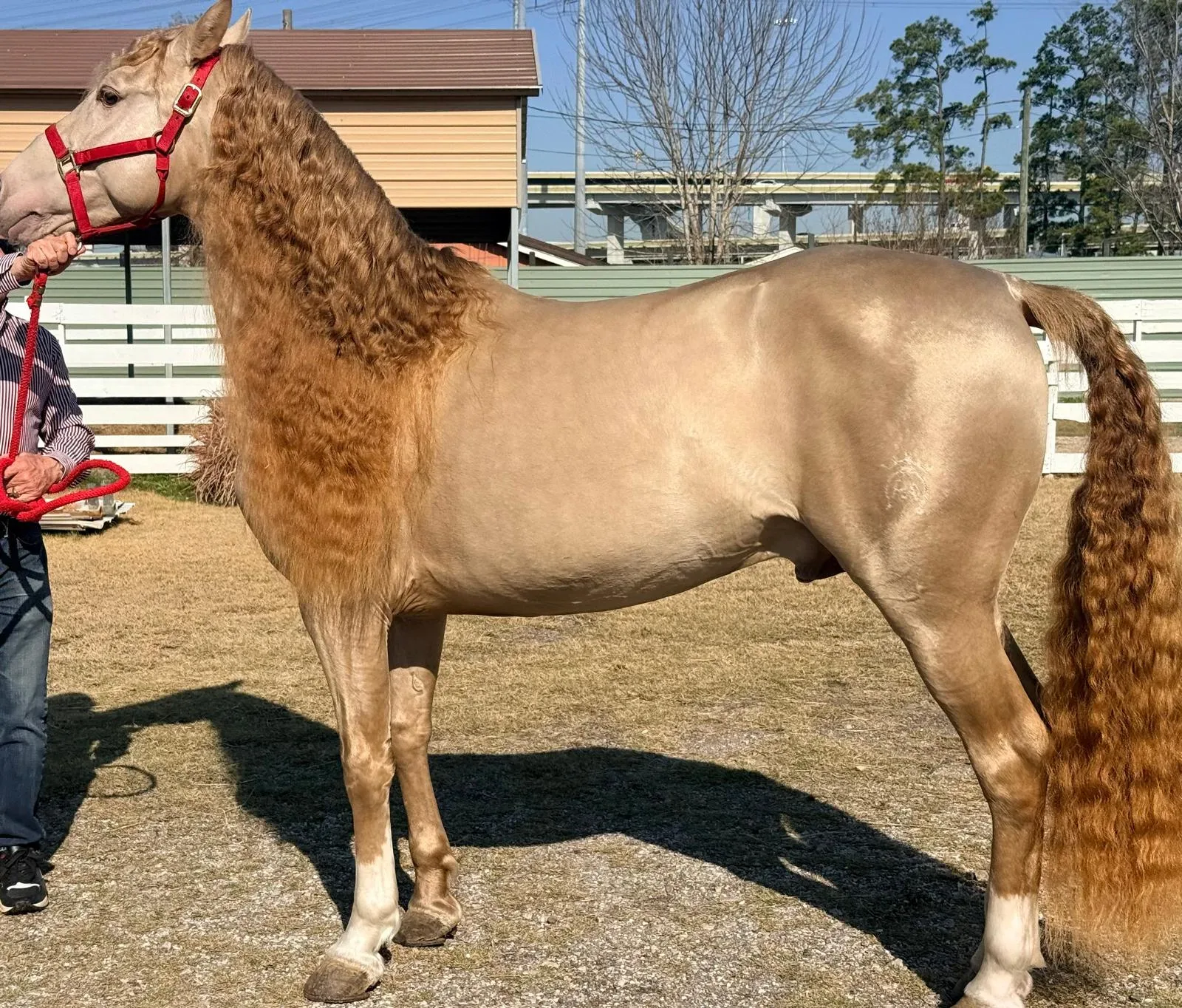 BIBERONES SAL Stallion Andalusian Stallion Andalusian Stallion Andalusian Stallion Andalusian - Photo 2