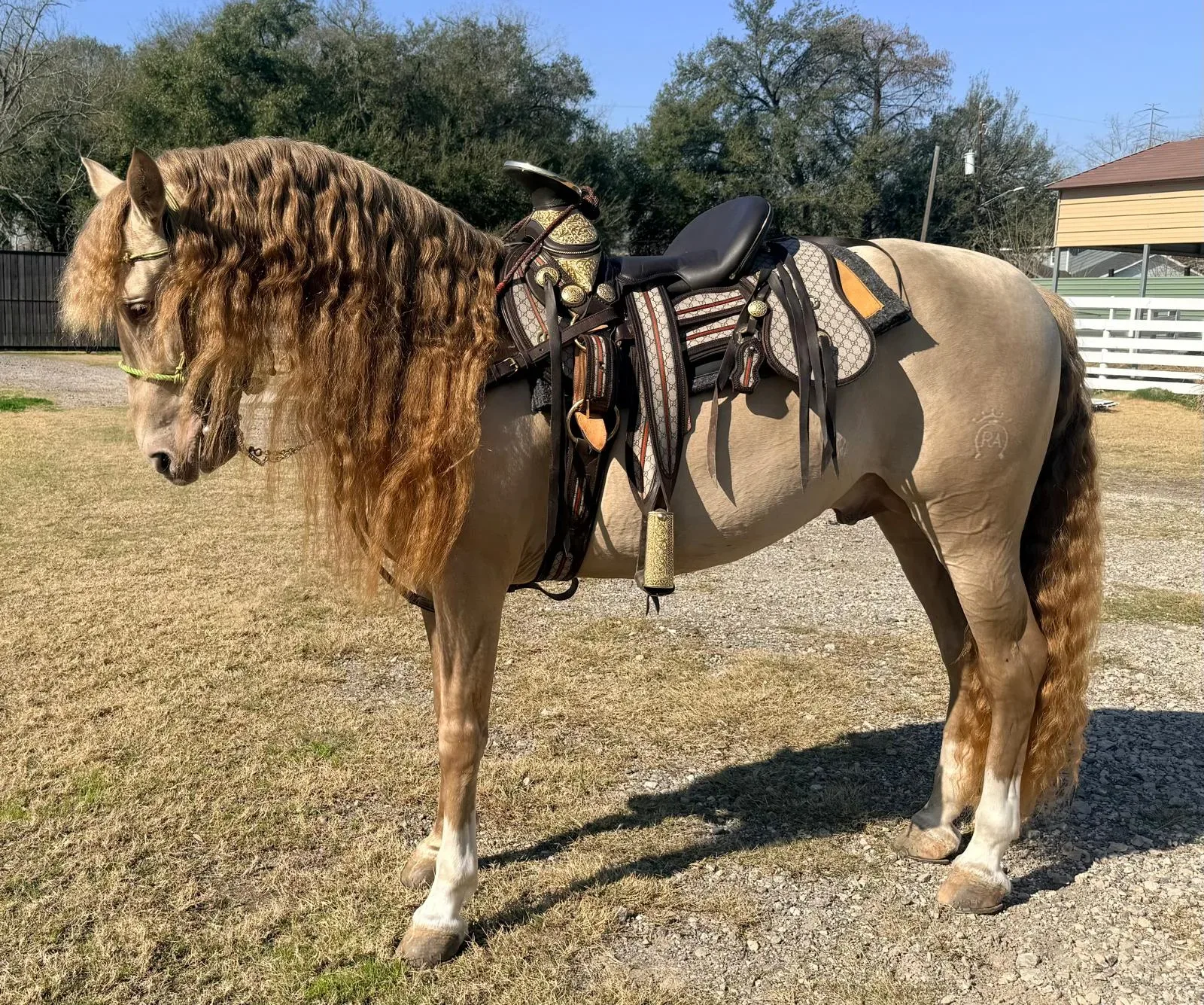 BIBERONES SAL Stallion Andalusian Stallion Andalusian Stallion Andalusian Stallion Andalusian - Photo 3