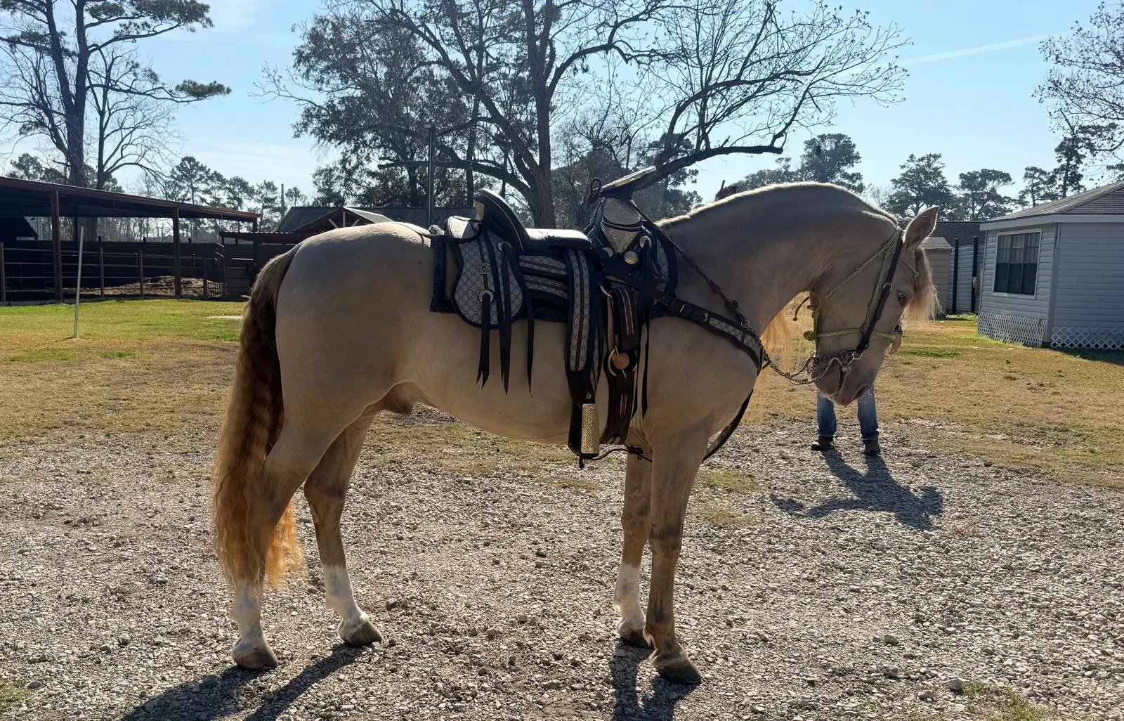 BIBERONES SAL Stallion Andalusian Stallion Andalusian Stallion Andalusian Stallion Andalusian - Photo 4