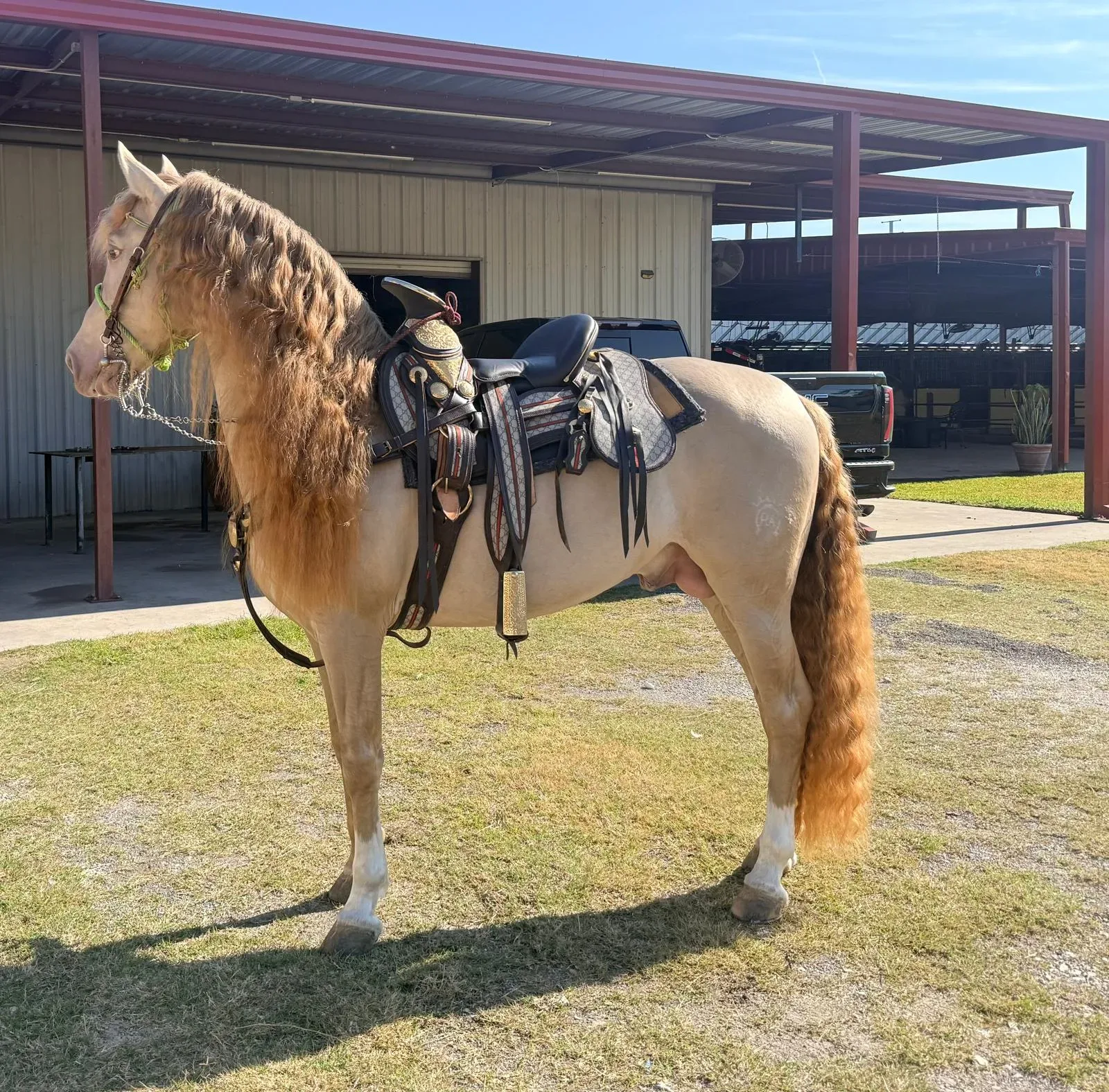 BIBERONES SAL Stallion Andalusian Stallion Andalusian Stallion Andalusian Stallion Andalusian - Photo 5