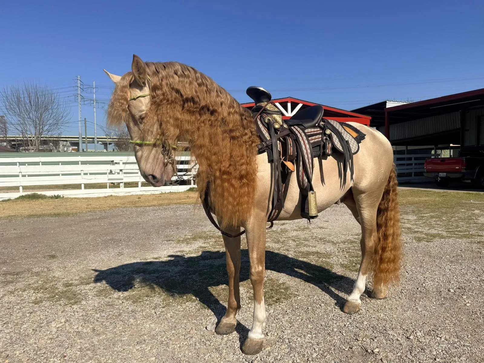BIBERONES SAL Stallion Andalusian Stallion Andalusian Stallion Andalusian Stallion Andalusian - Photo 6