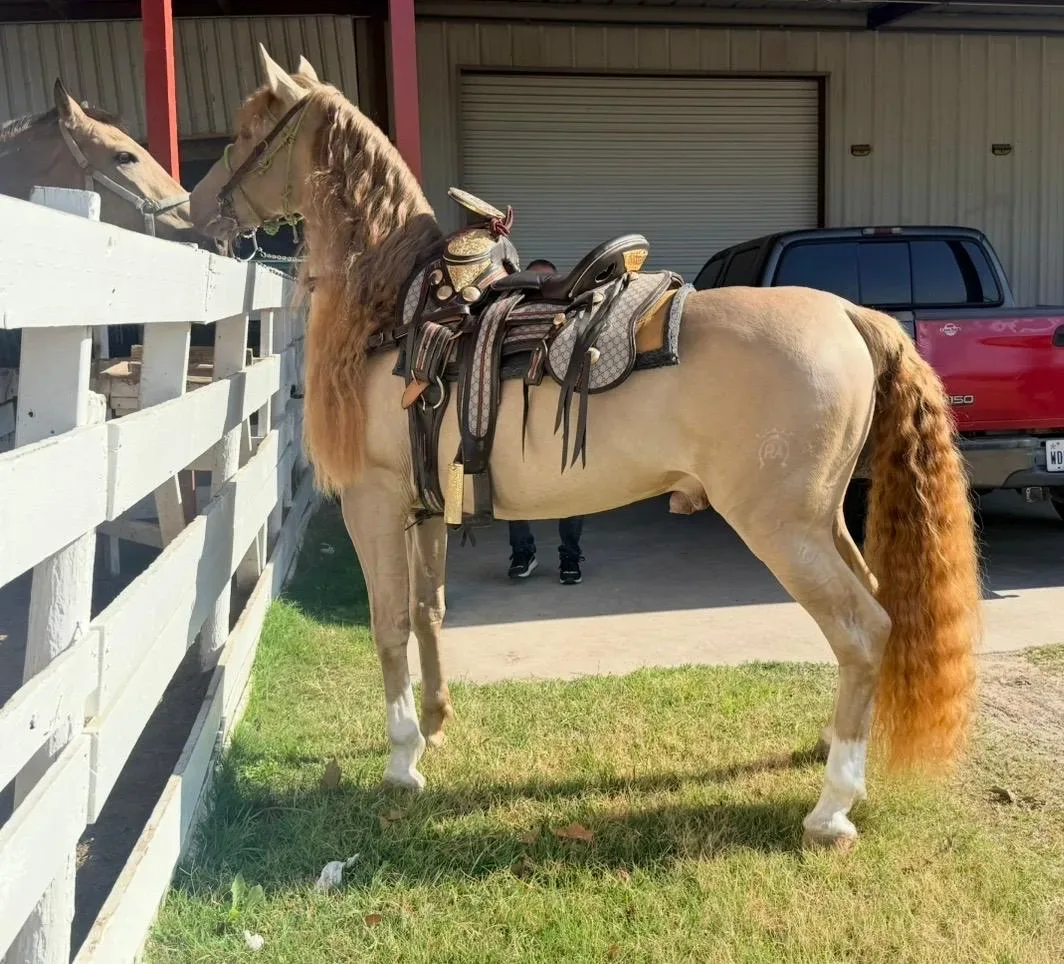 BIBERONES SAL Stallion Andalusian Stallion Andalusian Stallion Andalusian Stallion Andalusian - Photo 7