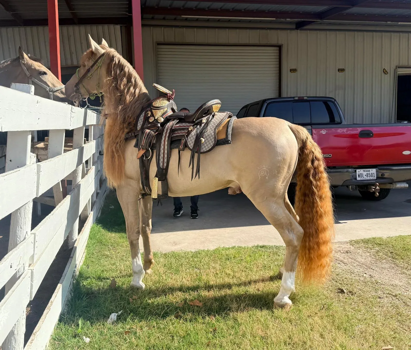 BIBERONES SAL Stallion Andalusian Stallion Andalusian Stallion Andalusian Stallion Andalusian - Photo 8