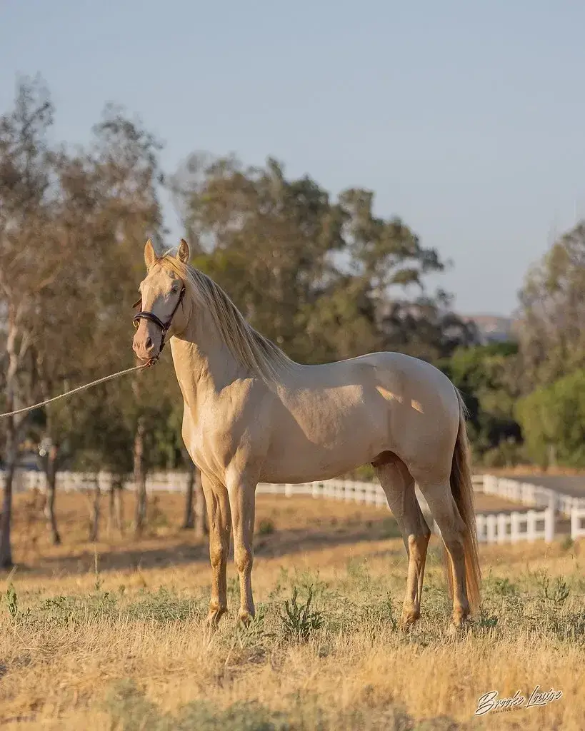 Lancero Salvatella Buckskin Stallion Andalusian