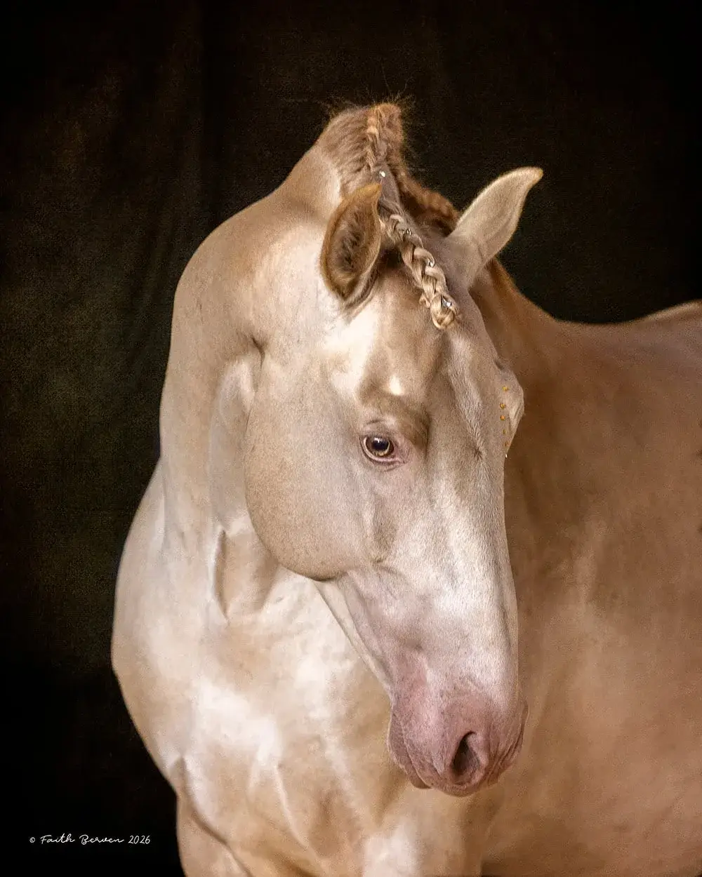 Lancero Salvatella Buckskin Stallion Andalusian - Photo 3