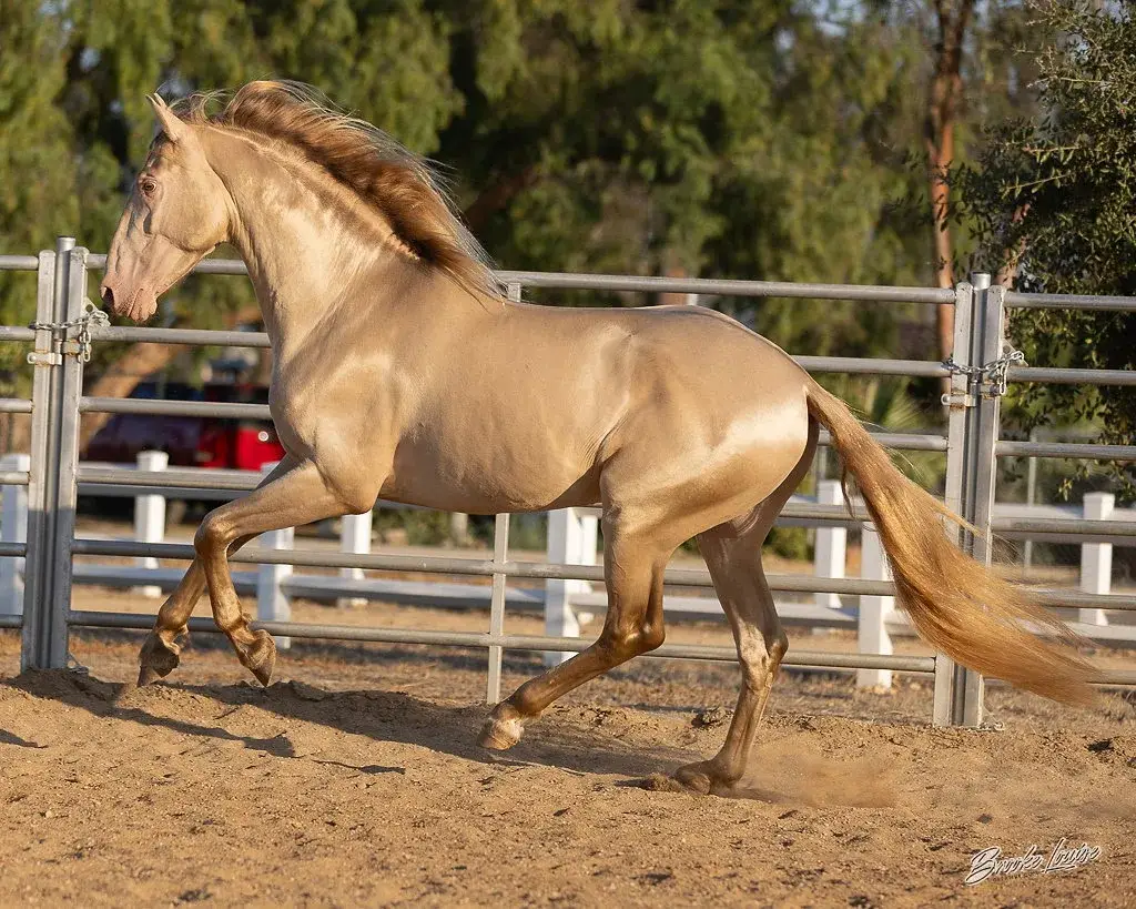 Lancero Salvatella Buckskin Stallion Andalusian - Photo 4