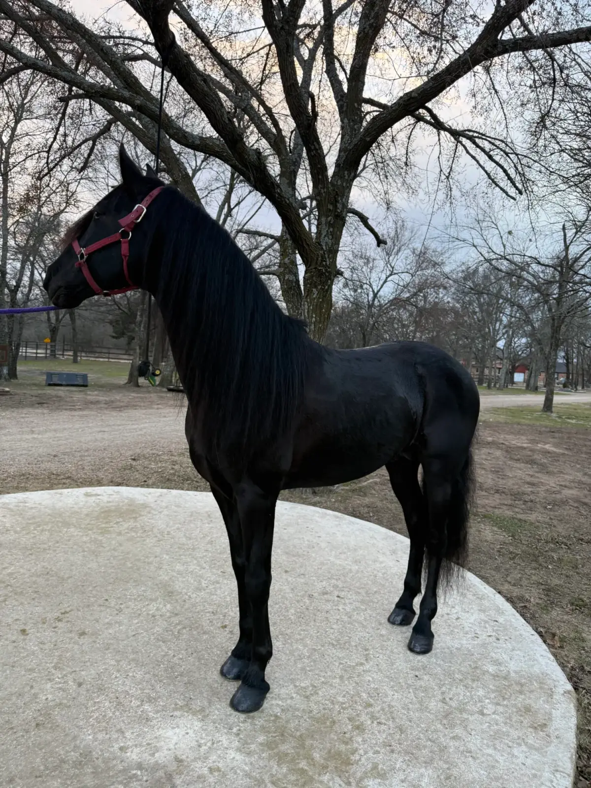 CORONEL FF Black Stallion Andalusian