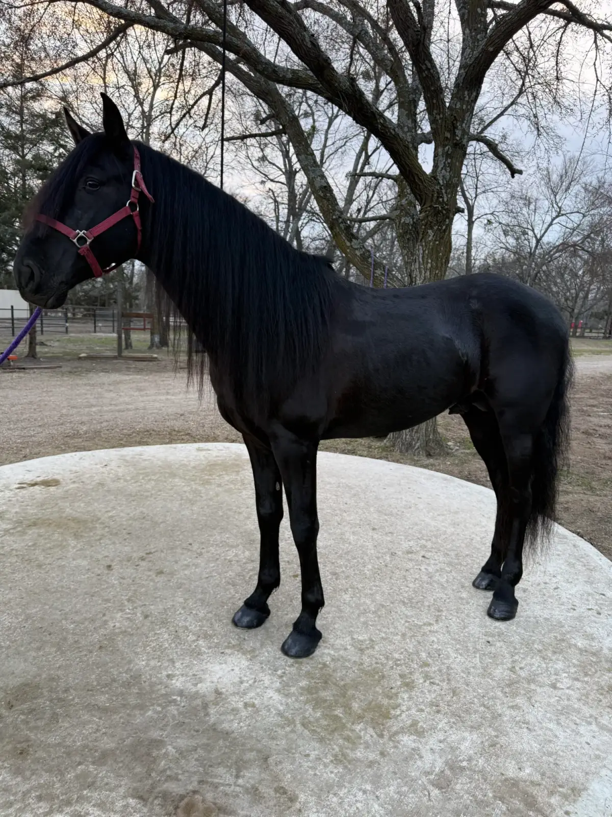 CORONEL FF Black Stallion Andalusian - Photo 2