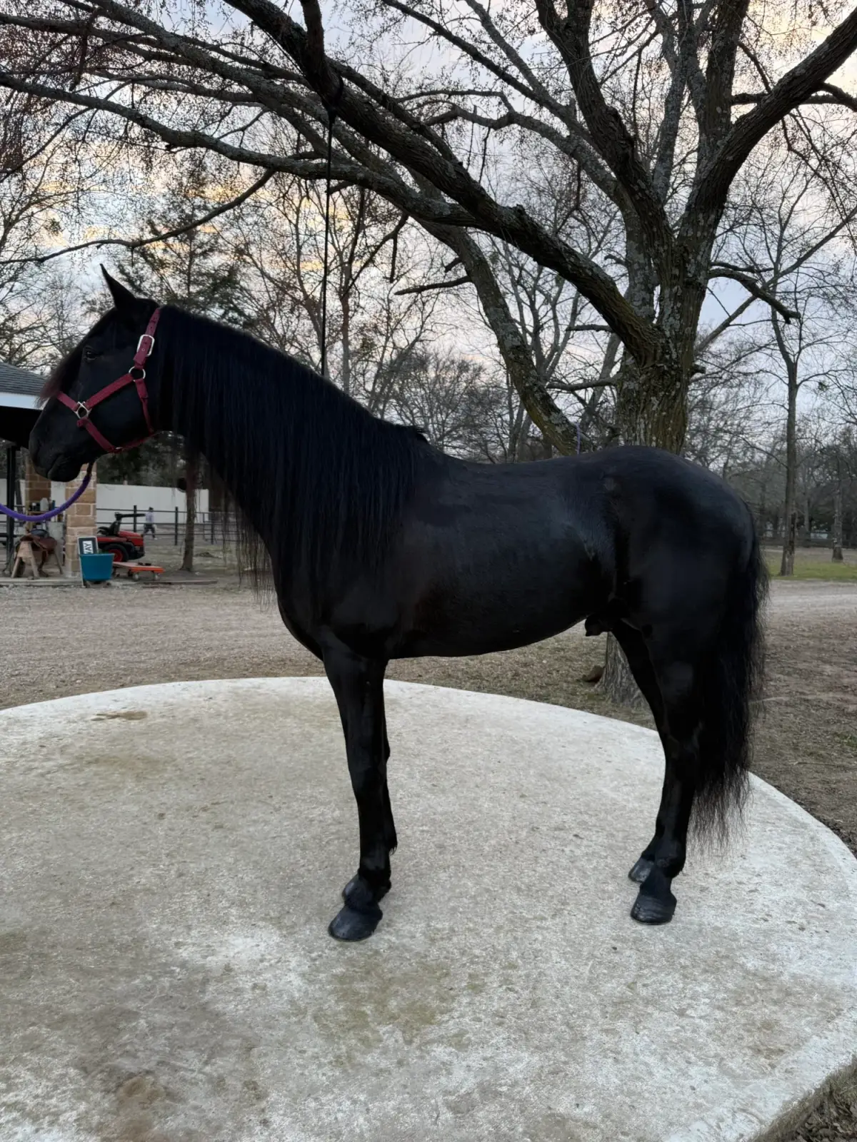 CORONEL FF Black Stallion Andalusian - Photo 3