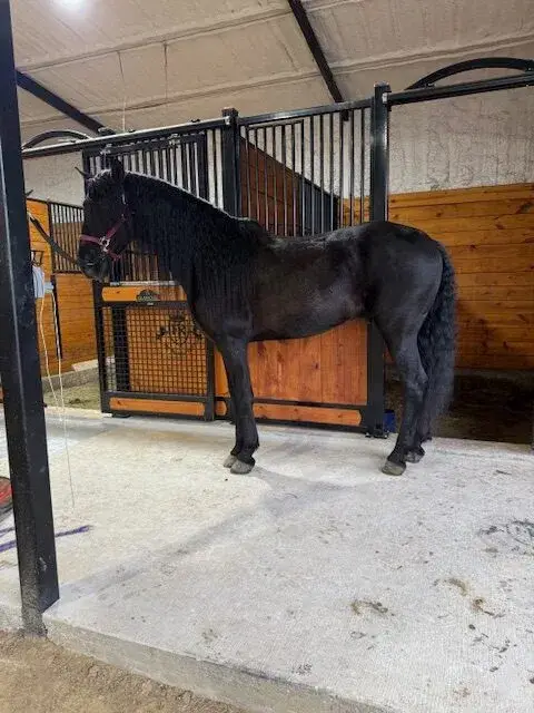 CORONEL FF Black Stallion Andalusian - Photo 4