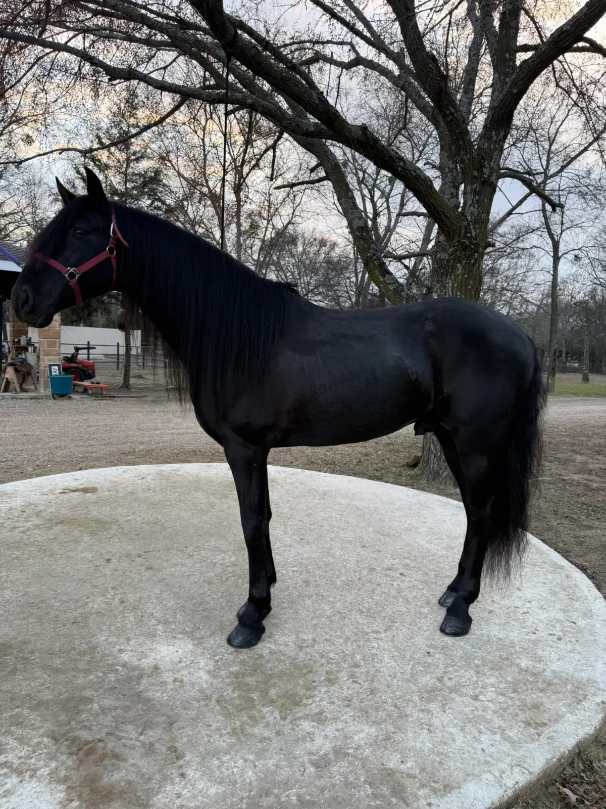 CORONEL FF Black Stallion Andalusian - Photo 5