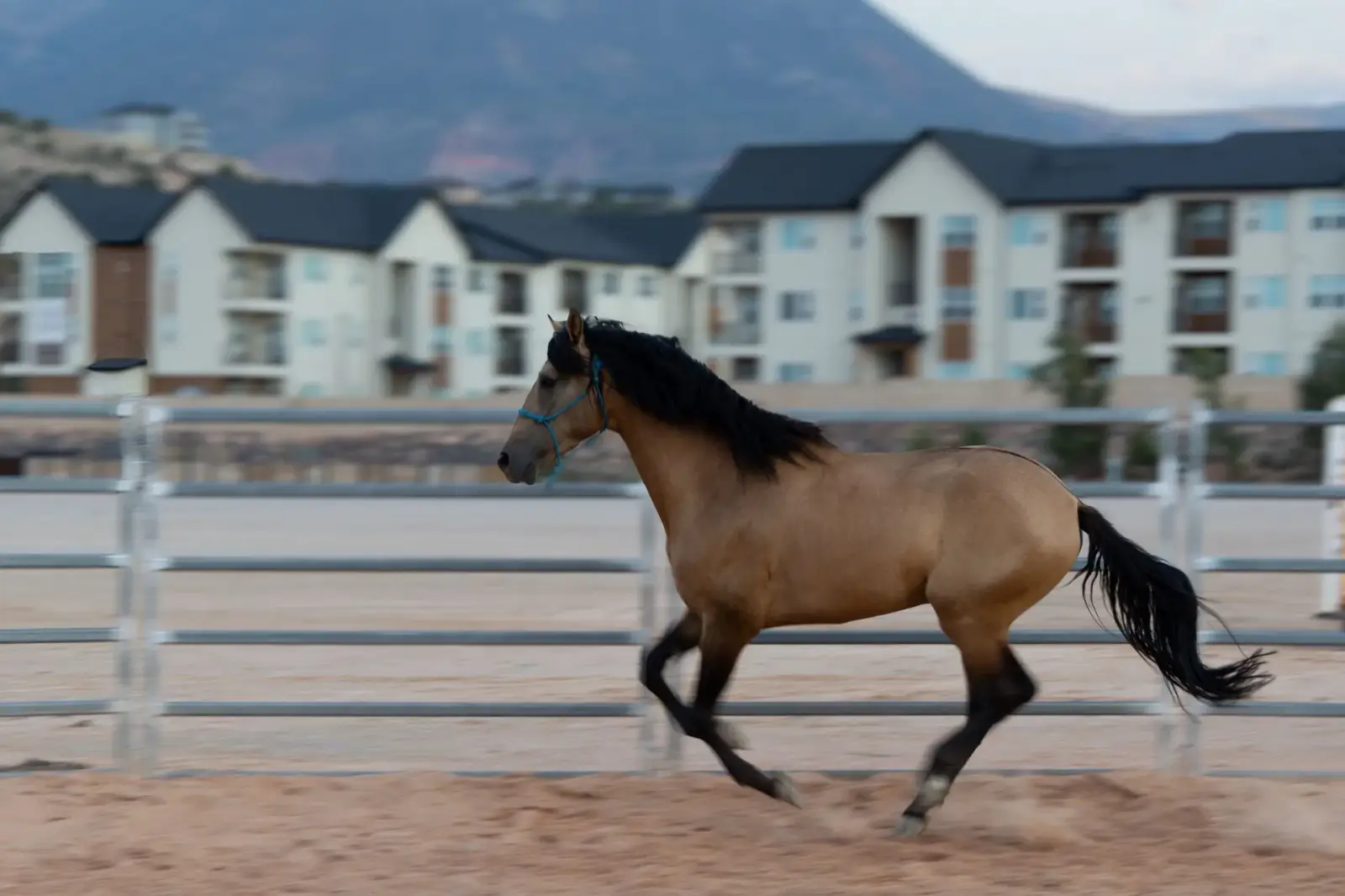 ELVIS Buckskin Colt