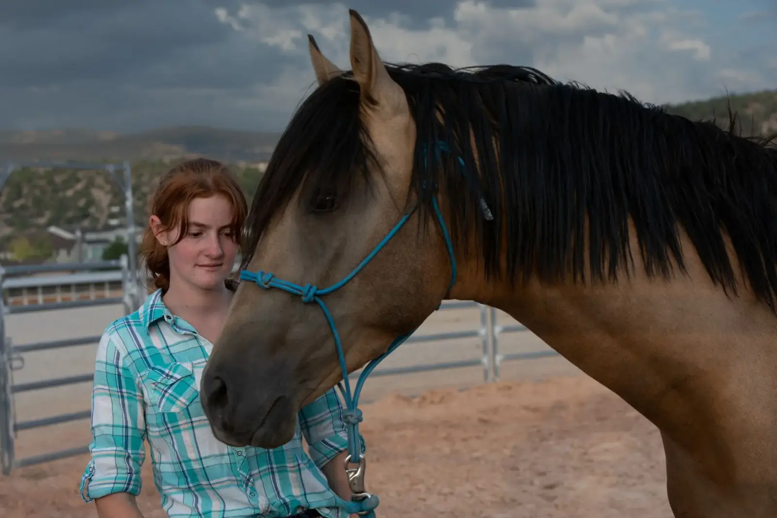 ELVIS Buckskin Colt - Photo 2