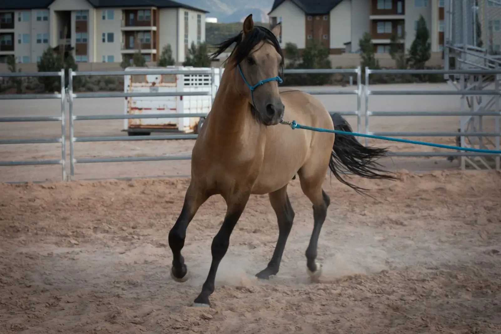 ELVIS Buckskin Colt - Photo 3