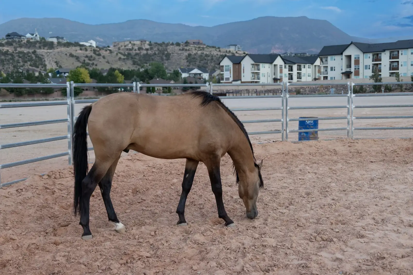 ELVIS Buckskin Colt - Photo 4
