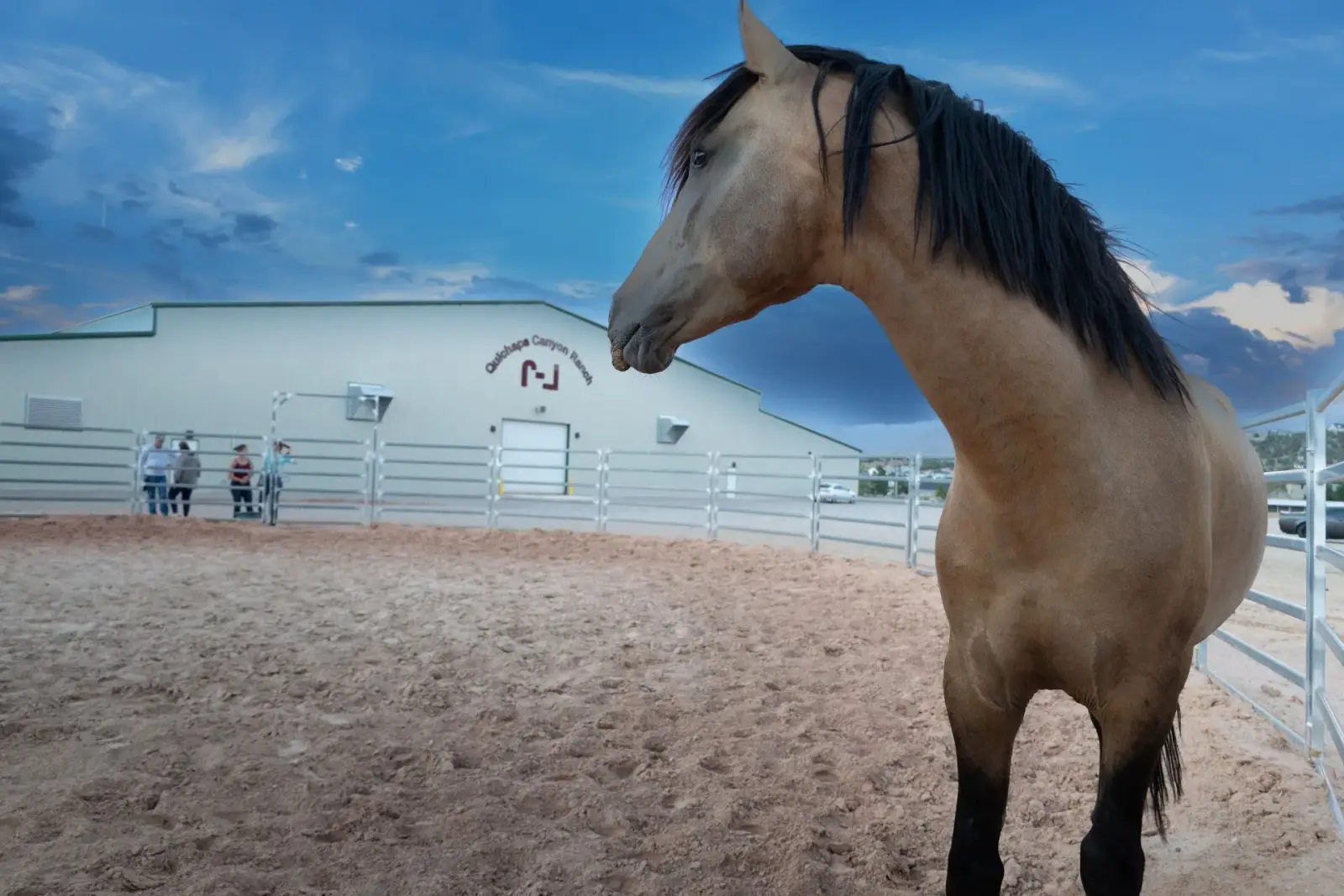 ELVIS Buckskin Colt - Photo 5