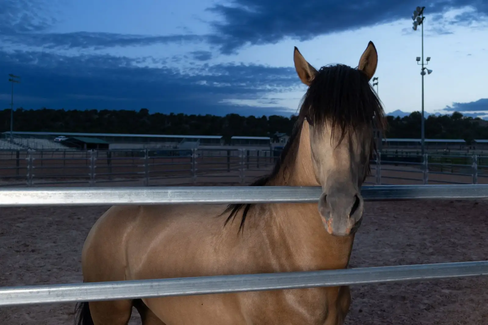 ELVIS Buckskin Colt - Photo 6