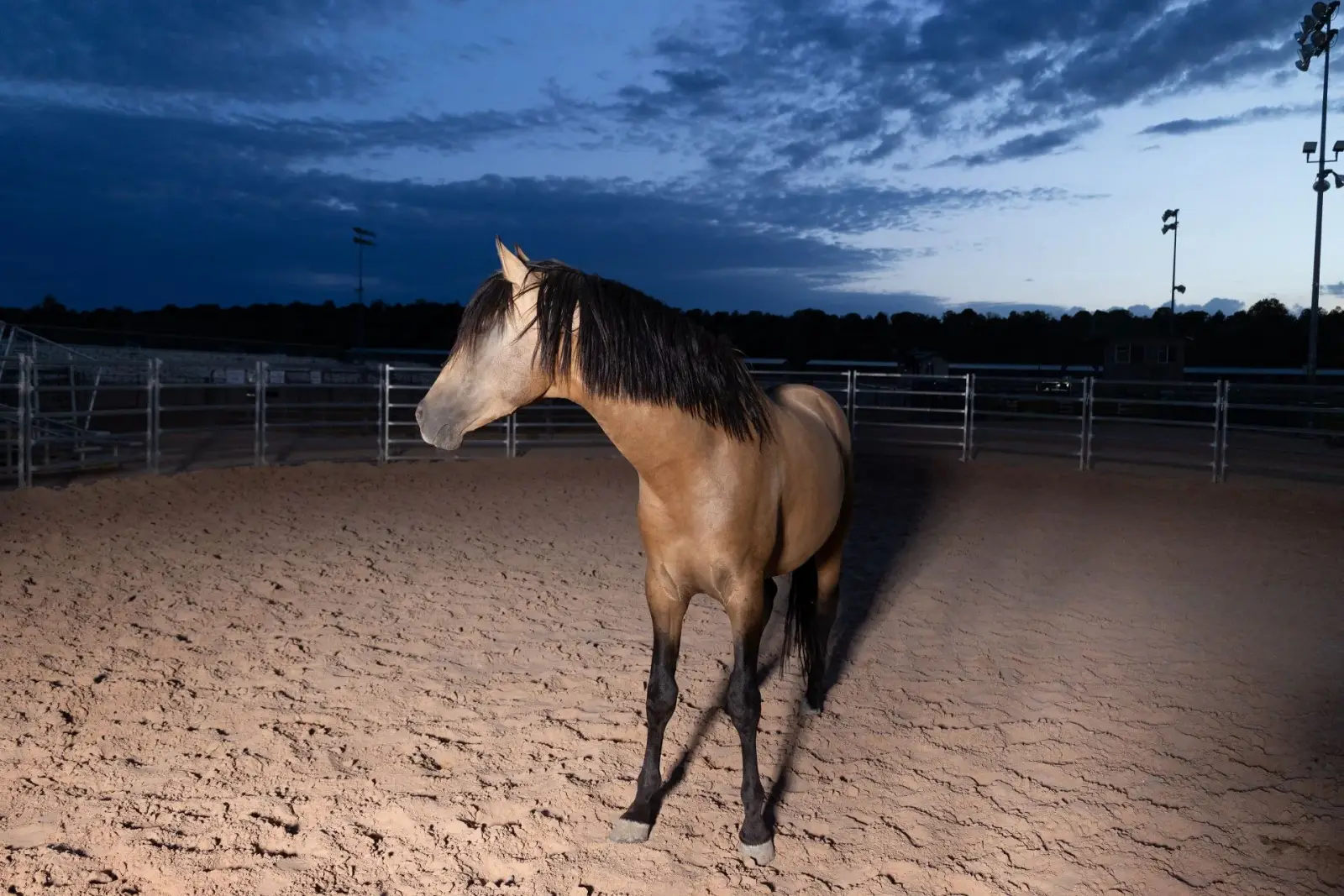 ELVIS Buckskin Colt - Photo 8