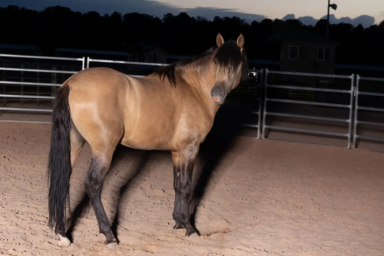 ELVIS Buckskin Colt - Photo 9