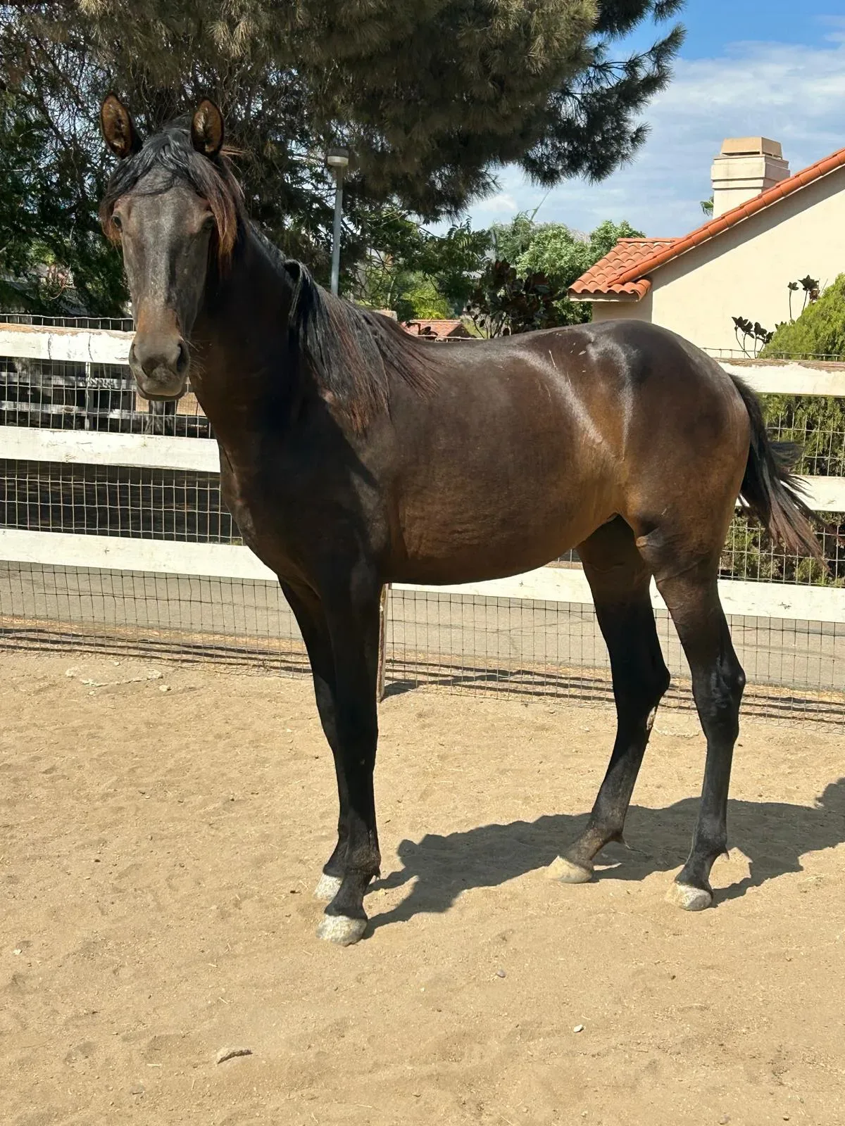 Adela Bay Filly Andalusian
