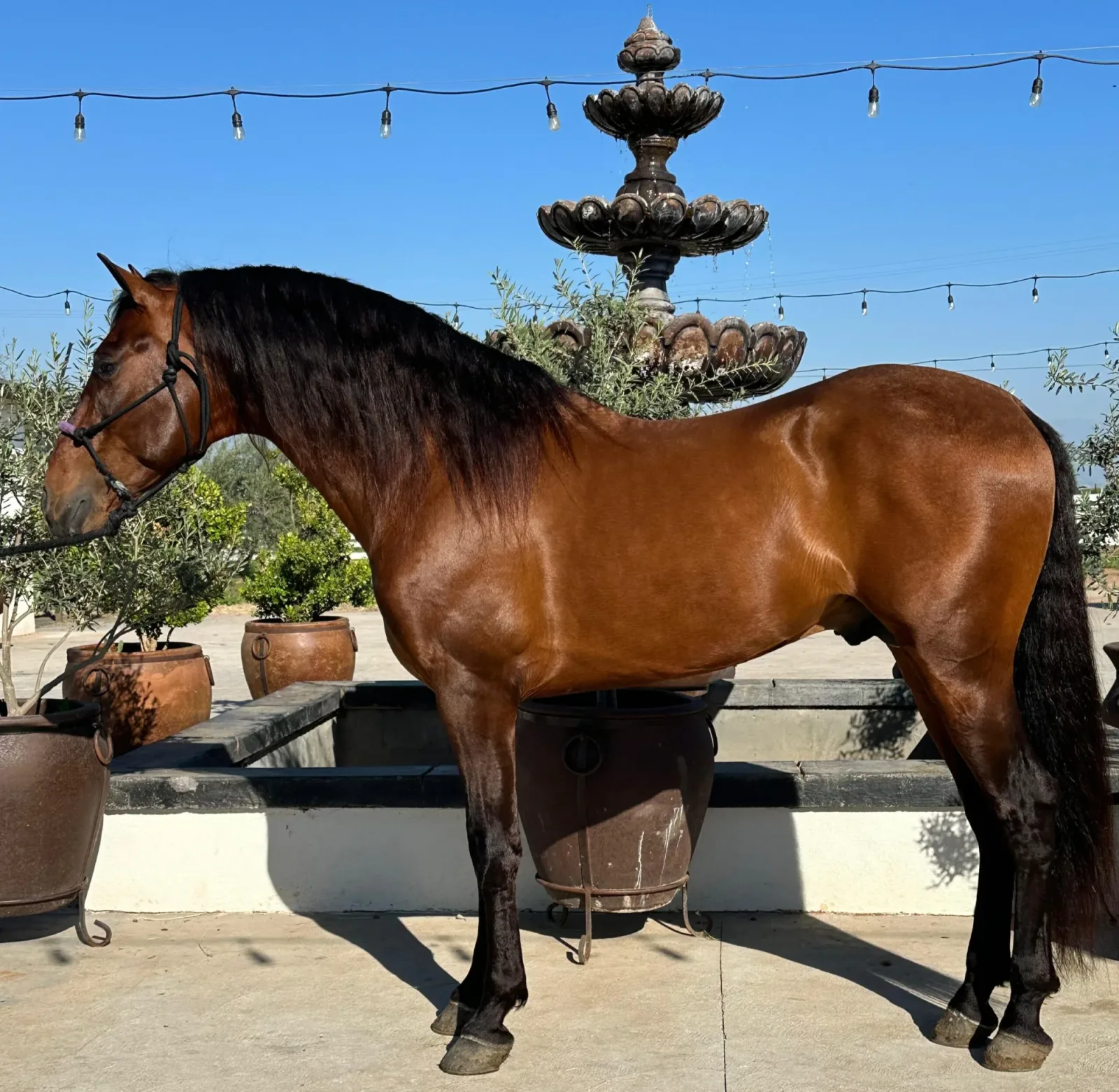 Apache Get Bay Stallion Andalusian