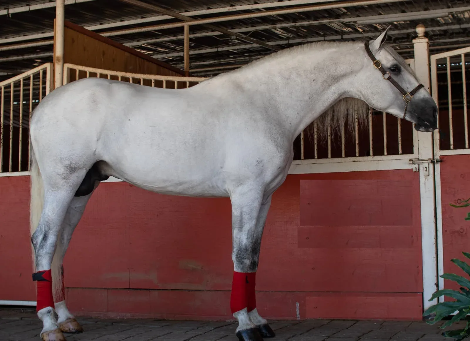 Astro Sinia Grey Stallion Andalusian