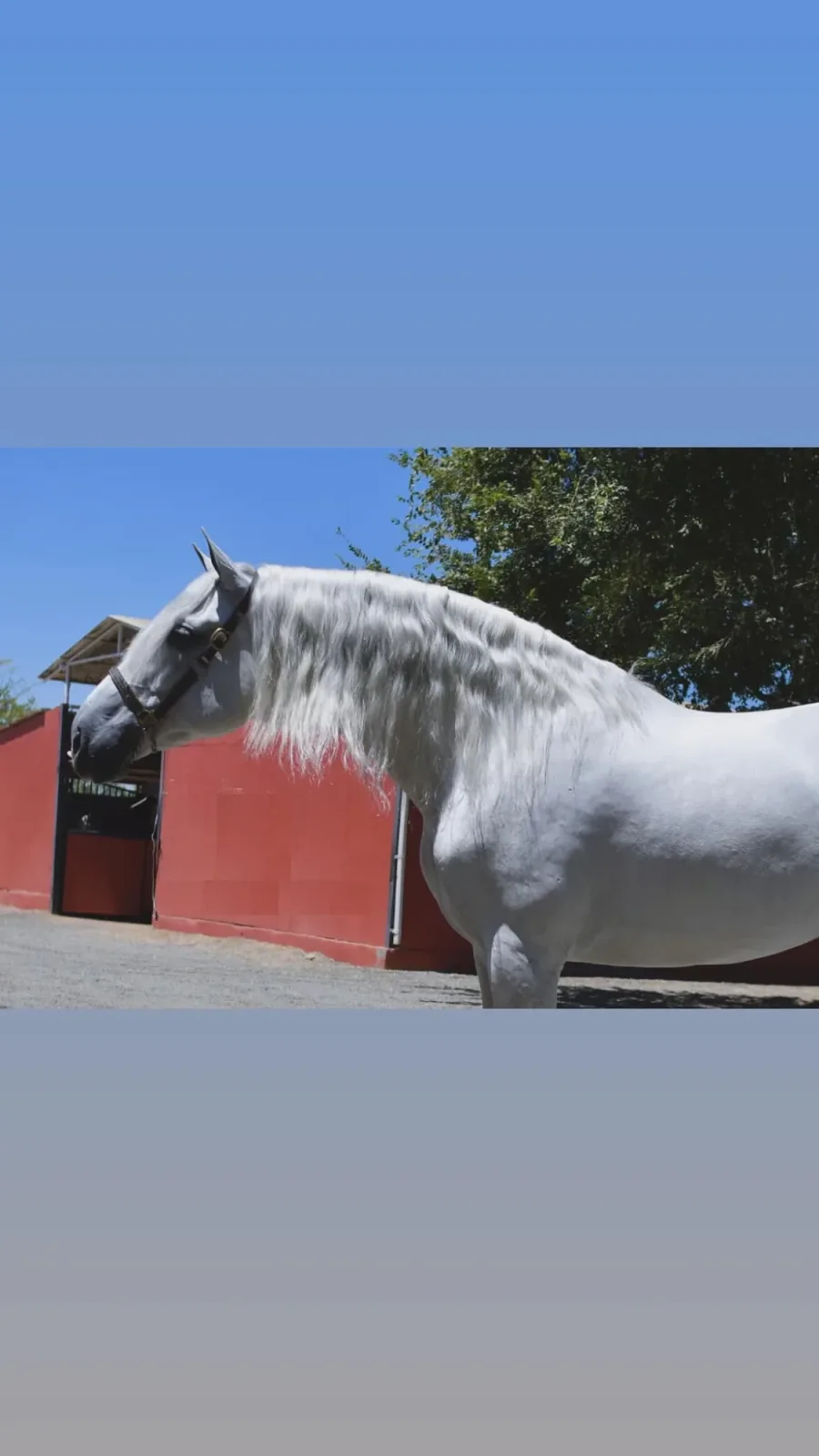 Astro Sinia Grey Stallion Andalusian - Photo 2