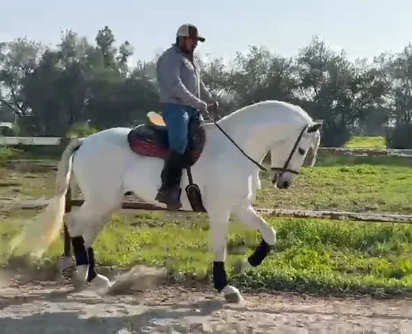Astro Sinia Grey Stallion Andalusian - Photo 3