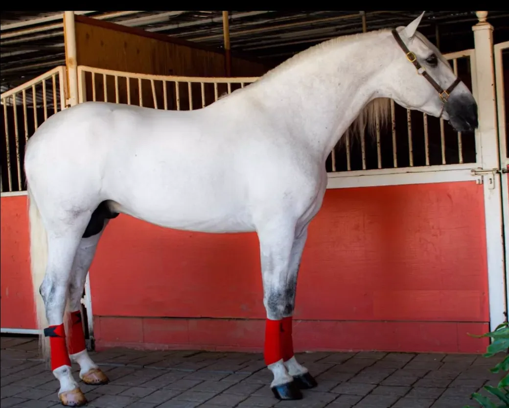 Astro Sinia Grey Stallion Andalusian - Photo 4