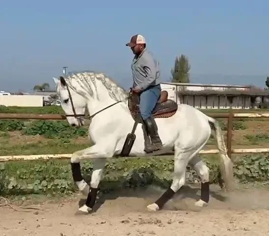 Astro Sinia Grey Stallion Andalusian - Photo 5