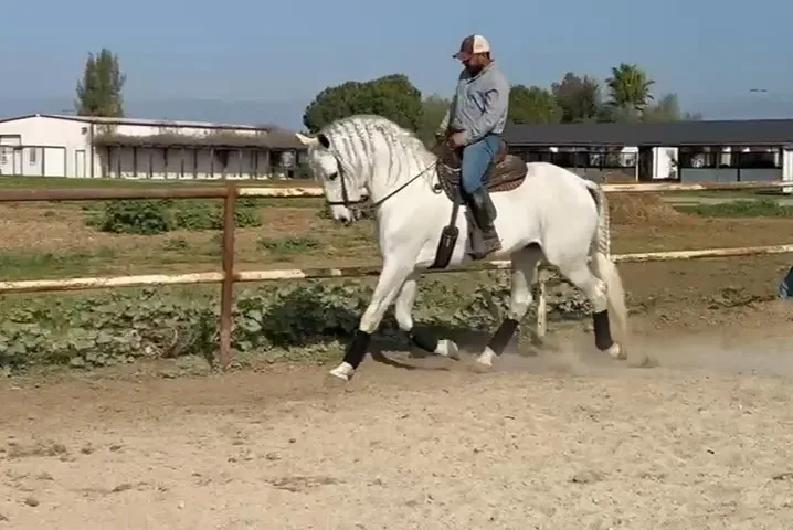 Astro Sinia Grey Stallion Andalusian - Photo 6