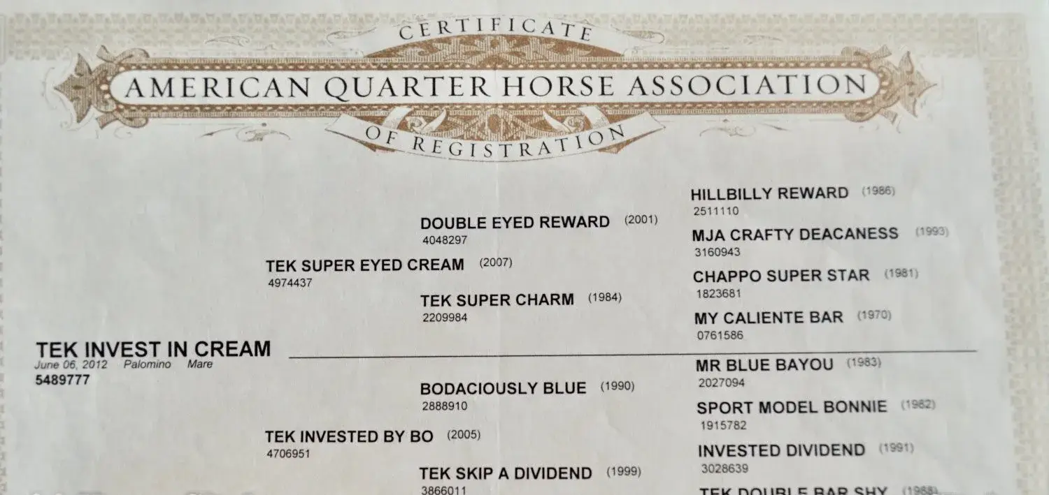 Chappo Buckskin Colt Quarter Horse