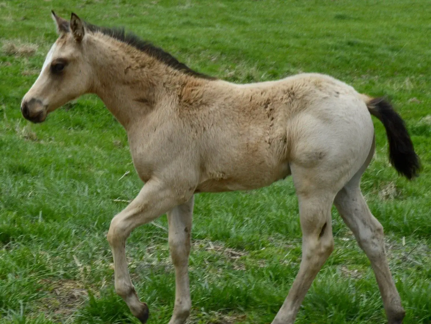 Chappo Buckskin Colt Quarter Horse - Photo 2