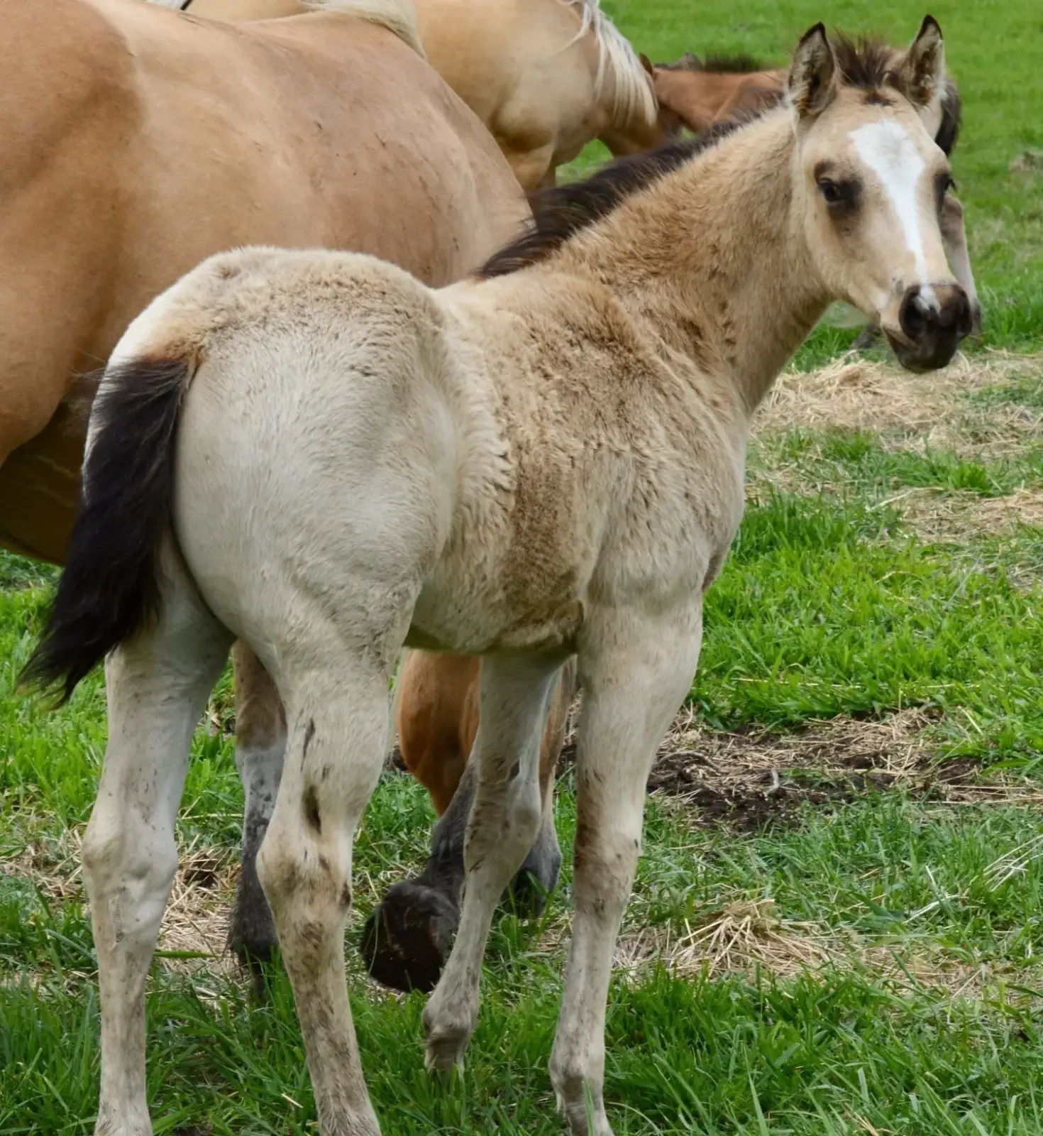 Chappo Buckskin Colt Quarter Horse - Photo 3