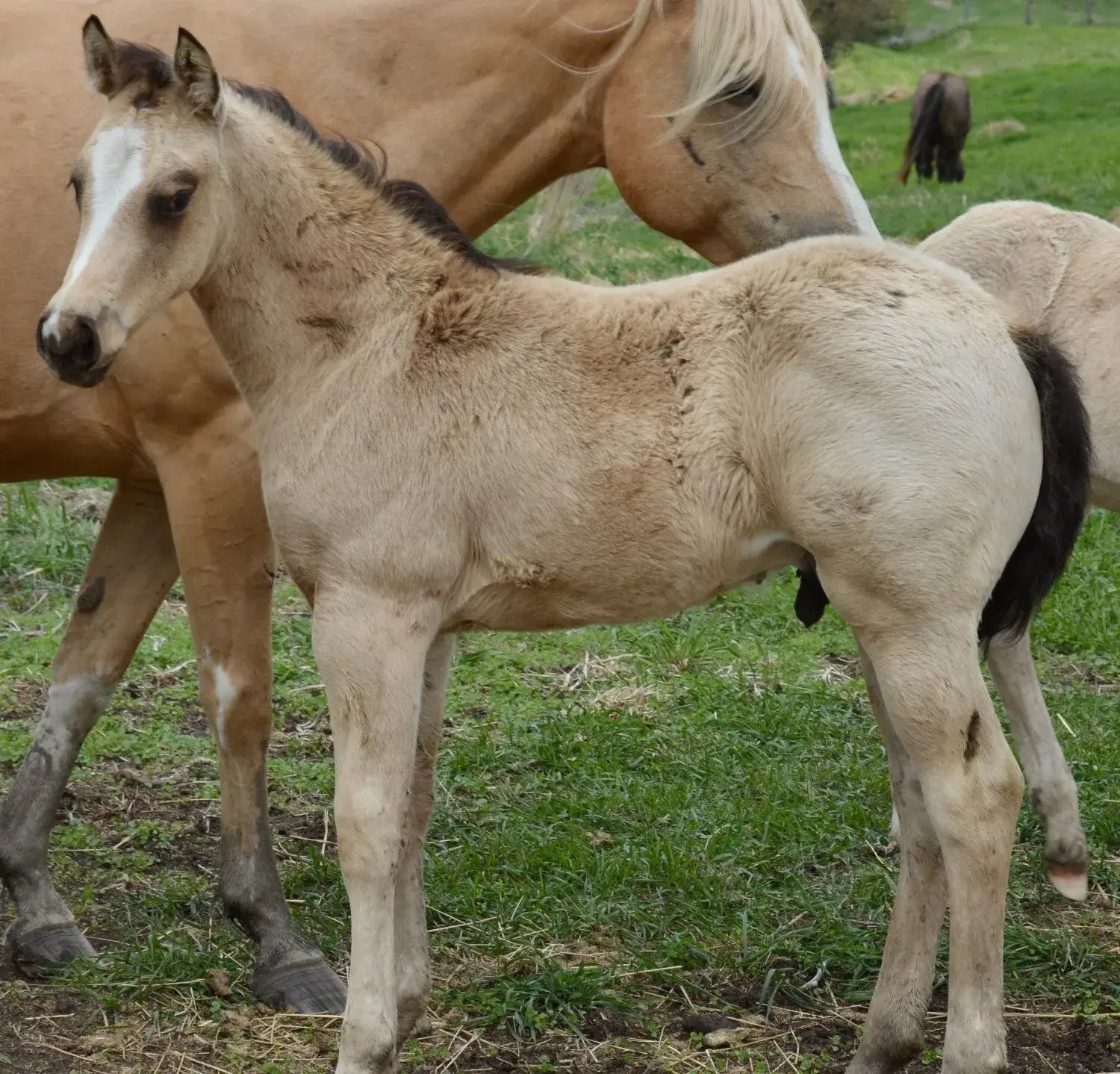 Chappo Buckskin Colt Quarter Horse - Photo 4