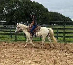 Bagwell Grey Gelding Quarter Horse