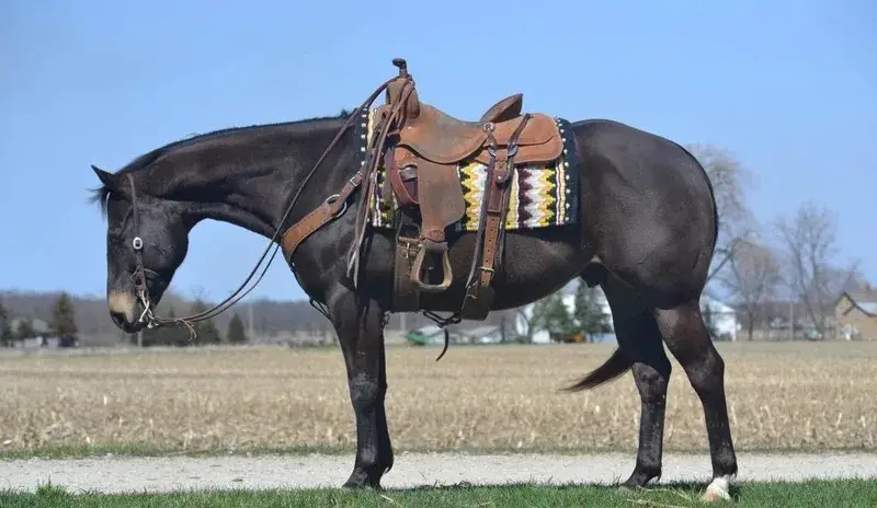 GUNNER “TWO SMOKES IM DONE “ Brown Gelding Quarter Horse