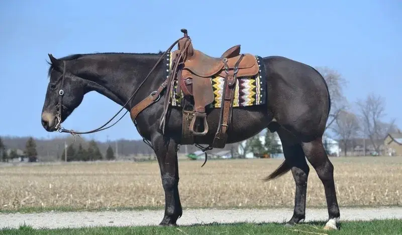 GUNNER “TWO SMOKES IM DONE “ Brown Gelding Quarter Horse - Photo 11