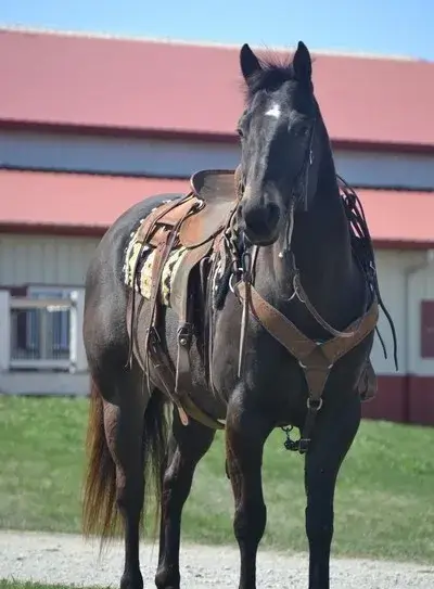 GUNNER “TWO SMOKES IM DONE “ Brown Gelding Quarter Horse - Photo 2