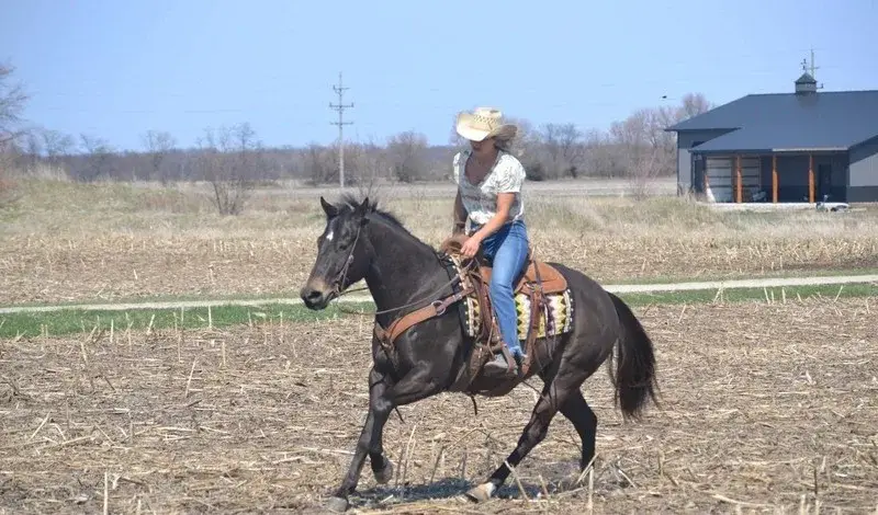 GUNNER “TWO SMOKES IM DONE “ Brown Gelding Quarter Horse - Photo 4