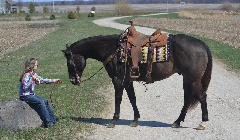 GUNNER “TWO SMOKES IM DONE “ Brown Gelding Quarter Horse - Photo 5