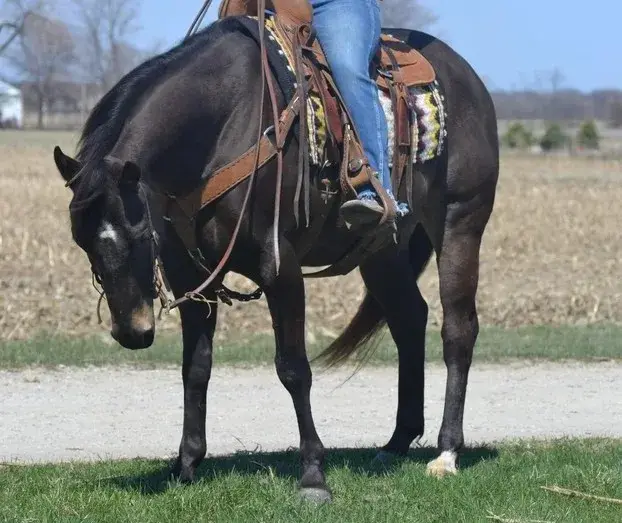 GUNNER “TWO SMOKES IM DONE “ Brown Gelding Quarter Horse - Photo 7