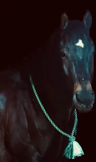 GUNNER “TWO SMOKES IM DONE “ Brown Gelding Quarter Horse - Photo 8