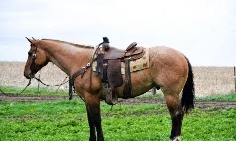 Powerball Dun Gelding Quarter Horse
