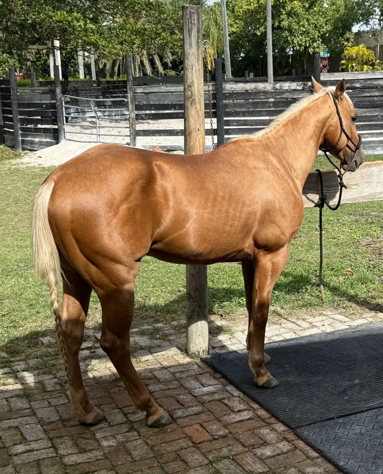 Rusty Palomino Gelding Quarter Horse - Photo 2